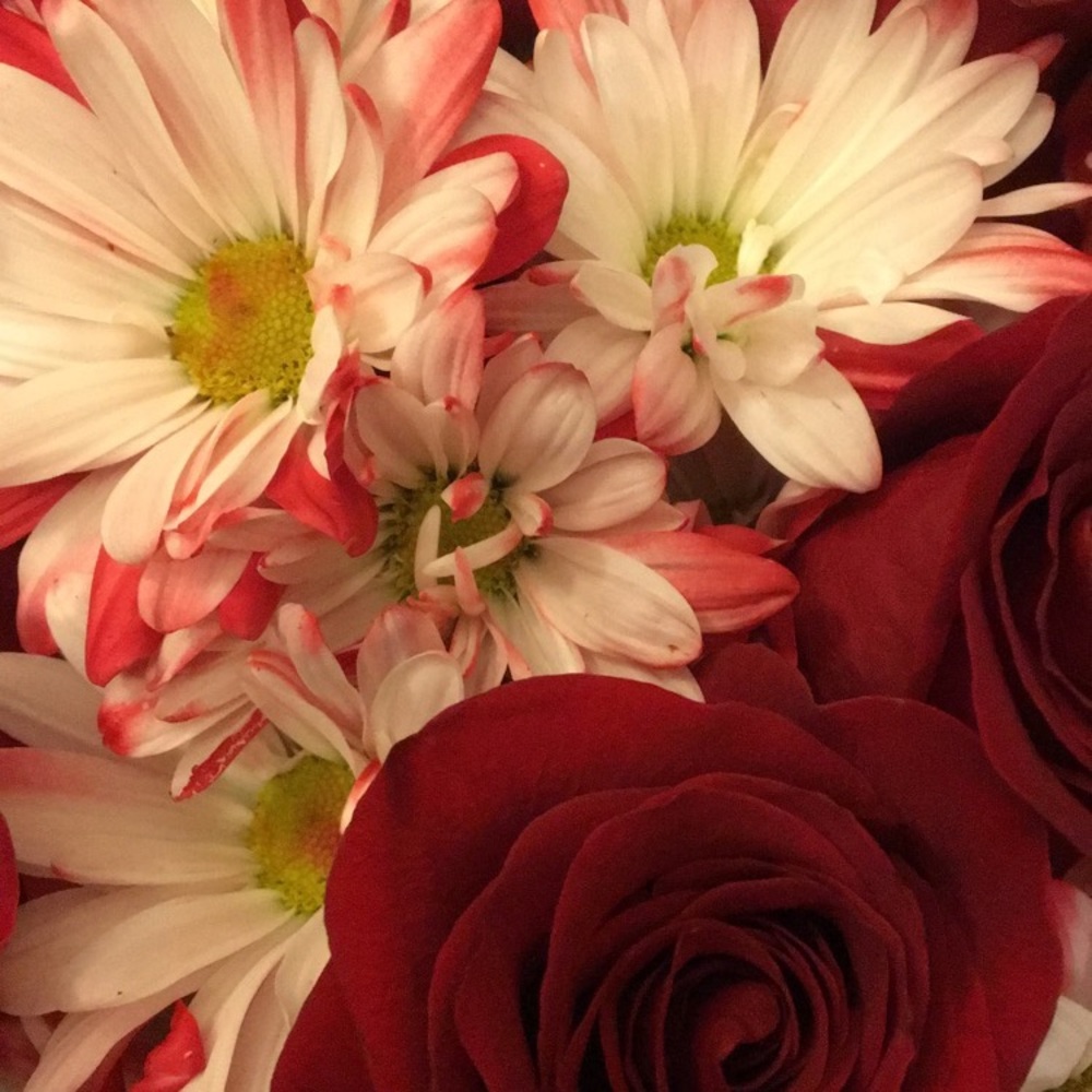 Meet your Posher, Angelica